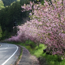 上吉田カイドウ街道