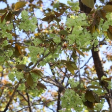 美の山公園・桜開花情報