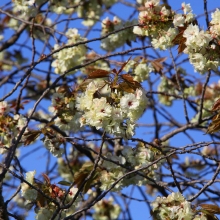 美の山公園・桜開花情報