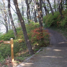 美の山公園ヤマツツジ