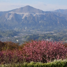 美の山公園・桜開花情報