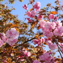 美の山公園・桜開花情報