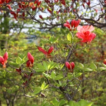 美の山公園ヤマツツジ