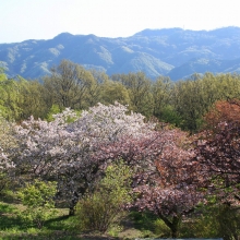 美の山公園・桜開花情報