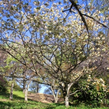 美の山公園・桜開花情報