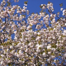 美の山公園・桜開花情報