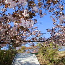 美の山公園・桜開花情報