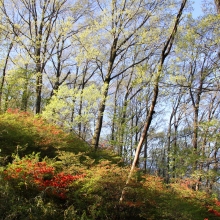 美の山公園ヤマツツジ