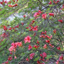 美の山公園ヤマツツジ