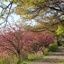 美の山公園・桜開花情報