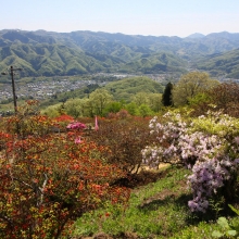 宝登山ツツジ