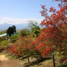 宝登山ツツジ