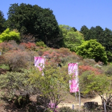 宝登山ツツジ