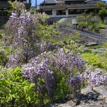 長瀞岩畳フジ