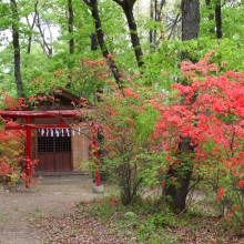 蓬莱島公園ヤマツツジ