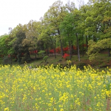 蓬莱島公園ヤマツツジ