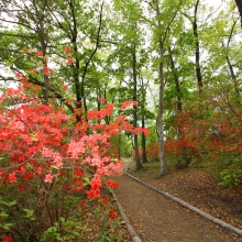 蓬莱島公園ヤマツツジ