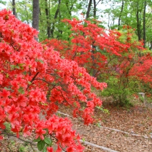 蓬莱島公園ヤマツツジ