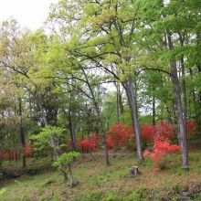 蓬莱島公園ヤマツツジ