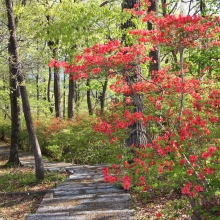 美の山公園ヤマツツジ