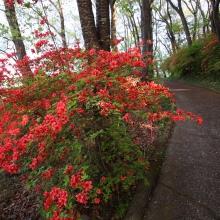 美の山公園ヤマツツジ