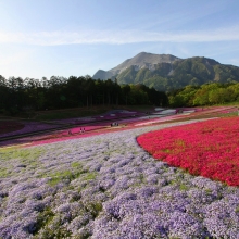 芝桜の丘開花情報