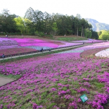 芝桜の丘開花情報