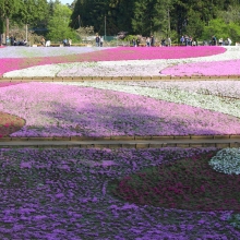 芝桜の丘開花情報