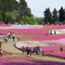 芝桜の丘開花情報