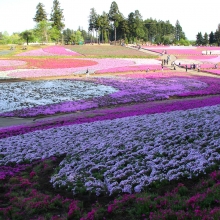 芝桜の丘開花情報