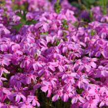 芝桜の丘開花情報