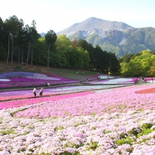 芝桜の丘開花情報