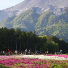 芝桜の丘開花情報