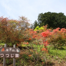 宝登山ツツジ園