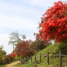 宝登山ツツジ園