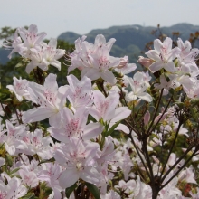 宝登山ツツジ園