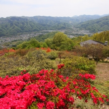 宝登山ツツジ園