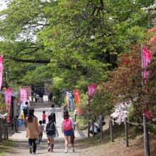 宝登山ツツジ園