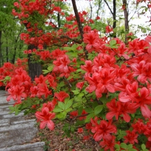 美の山公園ヤマツツジ