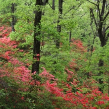 美の山公園ヤマツツジ