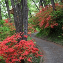 美の山公園ヤマツツジ