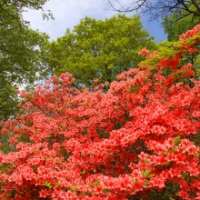 美の山公園ヤマツツジ