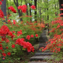 美の山公園ヤマツツジ