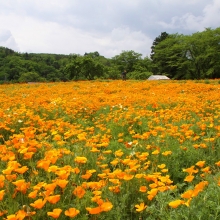 花の里ハナビシソウ園