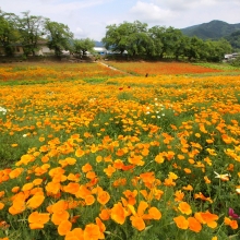 花の里ハナビシソウ園