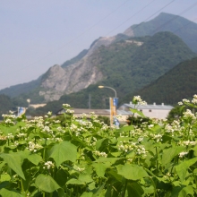 花見の里そばの花