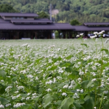 花見の里そばの花