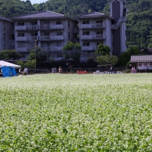 花見の里そばの花