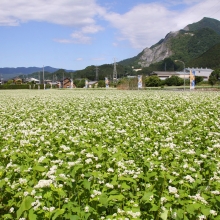 花見の里そばの花