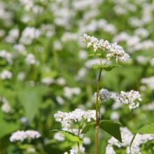 花見の里そばの花